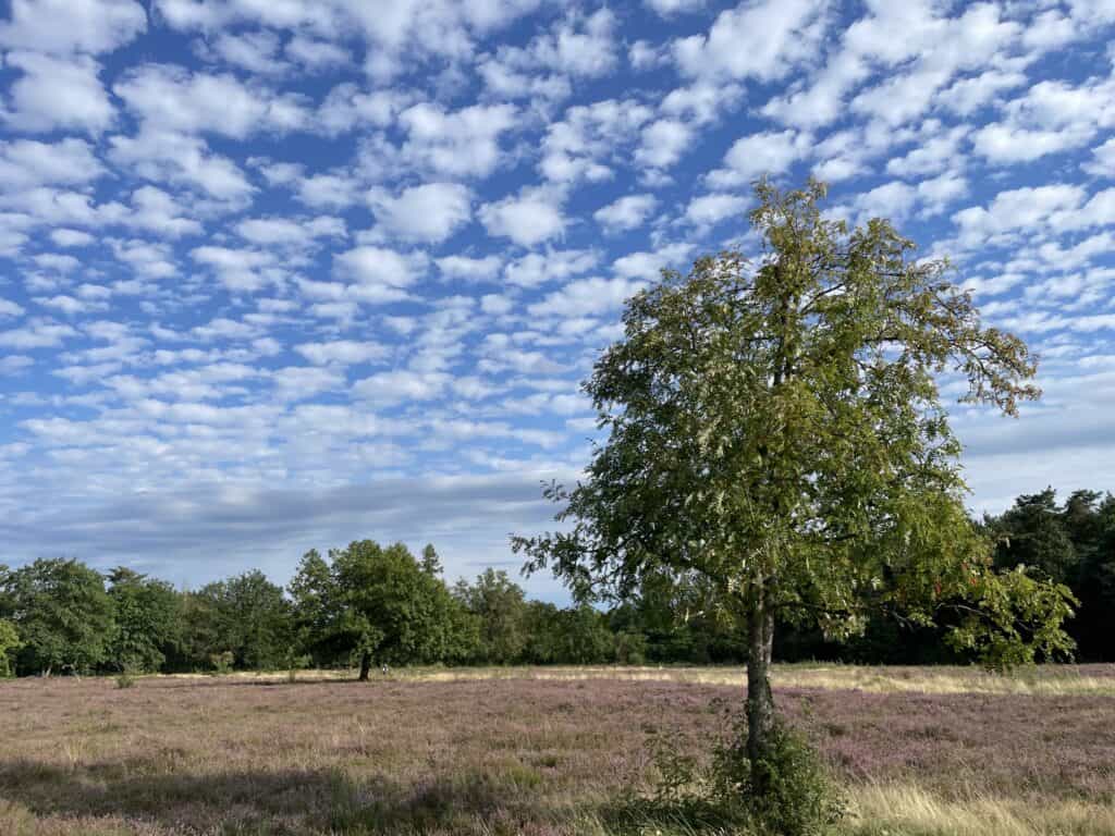 Vogelbeere und blühende Heidekraut in der Stierstädter Heide, Oberursel