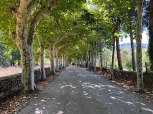 Baumallee auf dem Weg nach Ezcaray