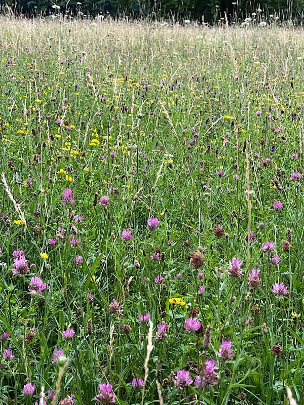 Blumen auf der Ochsenwiese